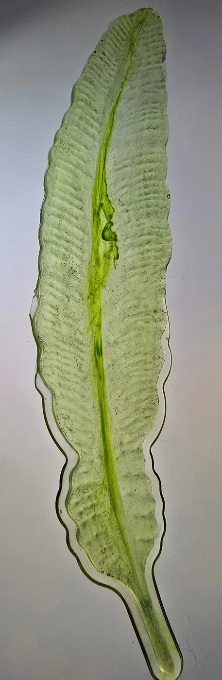 Handmade resin feather art piece in green tones